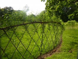 living willow fence 1